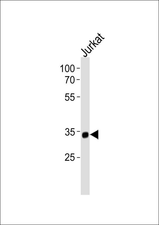 SNAPC2 Antibody western blot of Jurkat cell line lysates (35 ug/lane). The SNAPC2 antibody detected the SNAPC2 protein (arrow).