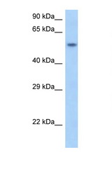 SNAPC1 antibody LS-C146134 Western blot of Rat Brain lysate. Antibody concentration 1 ug/ml.