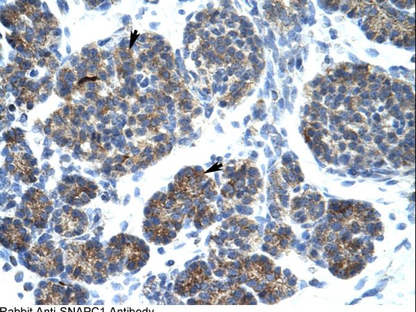SNAPC1 antibody LS-C30879 was used in IHC to stain formalin-fixed, paraffin-embedded human pancreas.