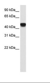 Transfected 293T Cell Lysate