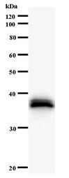 Western blot of immunized recombinant protein using SNAPC1 antibody.