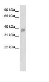 Fetal small Intestine Lysate