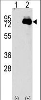 Western blot of NUAK2 (arrow) using rabbit polyclonal NUAK2 Antibody (RB08560). 293 cell lysates (2 ug/lane) either nontransfected (Lane 1) or transiently transfected with the NUAK2 gene (Lane 2) (Origene Technologies).