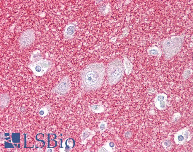 Anti-SNCB / Beta-Synuclein antibody IHC of human brain, cortex. Immunohistochemistry of formalin-fixed, paraffin-embedded tissue after heat-induced antigen retrieval. Antibody LS-B7627 concentration 10 ug/ml.