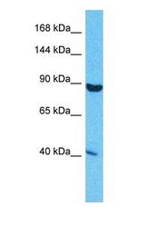 Western blot of SND1 Antibody with human HeLa Whole Cell lysate.