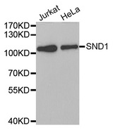 Western blot analysis of extracts of various cell lines, using SND1 antibody.