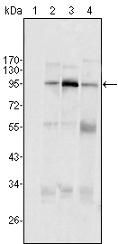 Western blot using SND1/P100 mouse monoclonal antibody against HeLa (1), Jurkat (2), HepG2 (3) SMMC-7721 (4) cell lysate.