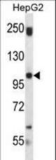 SND1 Antibody western blot of HepG2 cell line lysates (35 ug/lane). The SND1 antibody detected the SND1 protein (arrow).