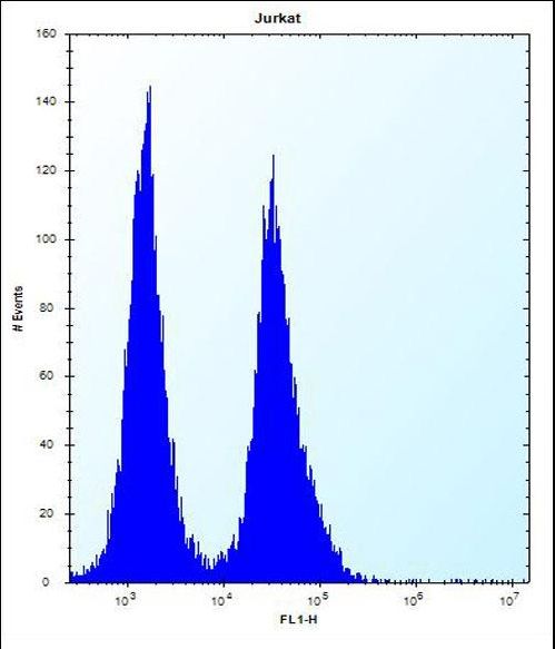 SNIP1 Antibody flow cytometry of Jurkat cells (right histogram) compared to a negative control cell (left histogram). FITC-conjugated donkey-anti-rabbit secondary antibodies were used for the analysis.