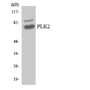 Western blot of the lysates from HeLa cells using PLK2 antibody.