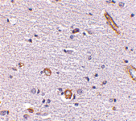 Immunohistochemistry of Syntaphilin in human brain with Syntaphilin antibody at 5 ug/ml.