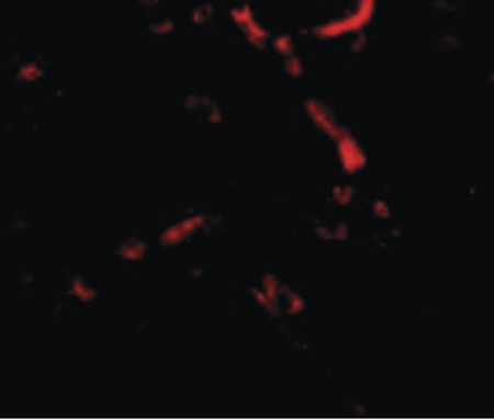 Immunofluorescence of Syntaphilin in Human Brain cells with Syntaphilin antibody at 20 ug/ml.