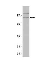 WB:Mouse embryonic fibroblast cell lysate was probed with anti-SNRK (1:1,000 dilution).