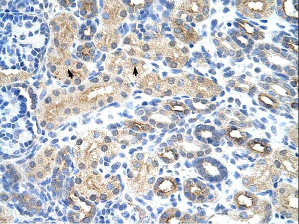 SNRNP35 / U1SNRNPBP antibody LS-C31539 was used in IHC to stain formalin-fixed, paraffin-embedded human kidney.