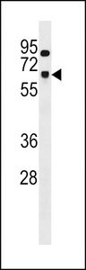 SNRNP70 Antibody western blot of CEM cell line lysates (35 ug/lane). The SNRNP70 antibody detected the SNRNP70 protein (arrow).