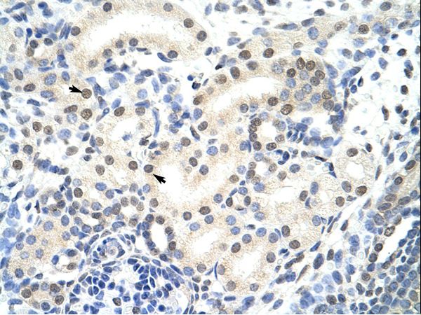 SNRNP70 / SNRP70 antibody LS-C31633 was used in IHC to stain formalin-fixed, paraffin-embedded human kidney.
