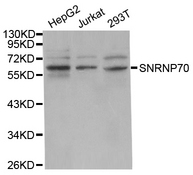 Western blot analysis of extracts of various cell lines, using SNRNP70 antibody.