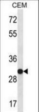 SNRPA Antibody western blot of CEM cell line lysates (35 ug/lane). The SNRPA antibody detected the SNRPA protein (arrow).