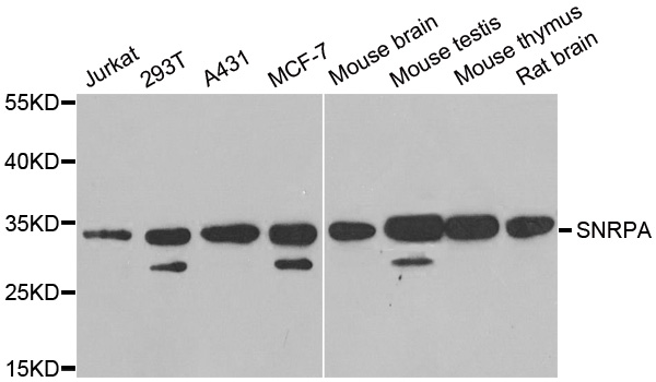 Western blot analysis of extracts of various cell lines, using SNRPA antibody.