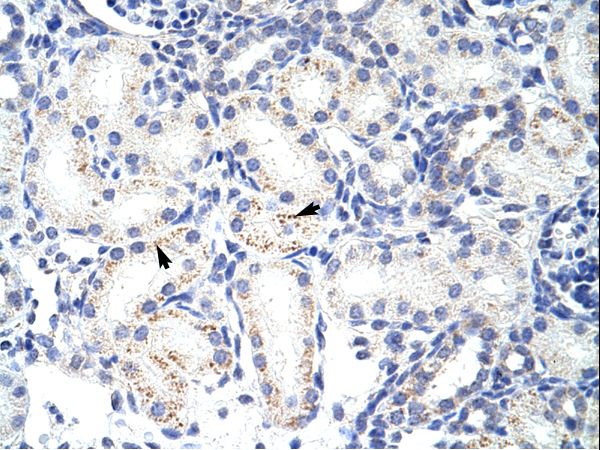 SNRPA1 antibody LS-C31520 was used in IHC to stain formalin-fixed, paraffin-embedded human kidney.