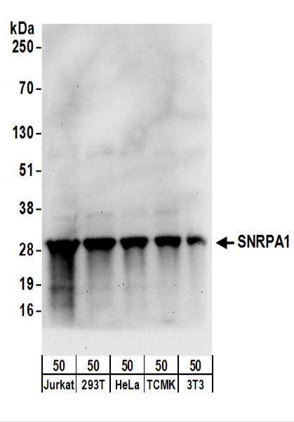 Detection of Human and Mouse SNRPA1 by Western Blot. Samples: Whole cell lysate (50 ug) from Jurkat, 293T, HeLa, mouse TCMK-1, and mouse NIH3T3 cells. Antibodies: Affinity purified rabbit anti-SNRPA1 antibody used for WB at 0.1 ug/ml. Detection: Chemiluminescence with an exposure time of 30 seconds.