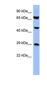 SNRPB antibody LS-C110521 Western blot of HT1080 cell lysate.