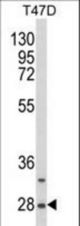Western blot of SNRPB Antibody (N-term R49) in T47D cell line lysates (35 ug/lane). SNRPB (arrow) was detected using the purified antibody.