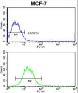SNRPB Antibody (N-term R49) flow cytometry of MCF-7 cells (bottom histogram) compared to a negative control cell (top histogram). FITC-conjugated goat-anti-rabbit secondary antibodies were used for the analysis.