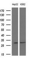 Western blot of extracts (10ug) from 2 different cell lines by using anti-SNRPB2 monoclonal antibody at 1:200 dilution.
