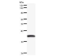 Western blot analysis of immunized recombinant protein, using anti-SNRPD1 monoclonal antibody.