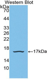 Western blot of recombinant SNRPD1 / SMD1.