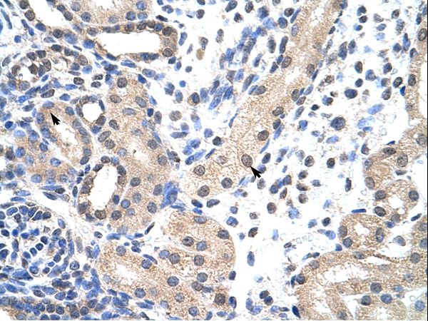 SNRPD1 antibody LS-C30326 was used in IHC to stain formalin-fixed, paraffin-embedded human kidney.