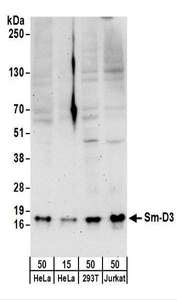 Detection of Human Sm-D3 by Western Blot. Samples: Whole cell lysate from HeLa (15 and 50 ug), 293T (50 ug), and Jurkat (50 ug) cells. Antibodies: Affinity purified rabbit anti-Sm-D3 antibody used for WB at 0.4 ug/ml. Detection: Chemiluminescence with an exposure time of 3 minutes.