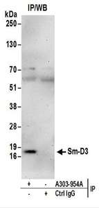 Detection of Human Sm-D3 by Western Blot of Immunoprecipitates. Samples: Whole cell lysate (1 mg for IP; 20% of IP loaded) from HeLa cells. Antibodies: Affinity purified rabbit anti-Sm-D3 antibody used for IP at 6 ug/mg lysate. For blotting immunoprecipitated Sm-D3, was used at 1 ug/ml. Detection: Chemiluminescence with an exposure time of 3 minutes.
