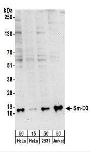 Detection of Human Sm-D3 by Western Blot. Samples: Whole cell lysate from HeLa (15 and 50 ug), 293T (50 ug), and Jurkat (50 ug) cells. Antibodies: Affinity purified rabbit anti-Sm-D3 antibody used for WB at 0.4 ug/ml. Detection: Chemiluminescence with an exposure time of 3 minutes.