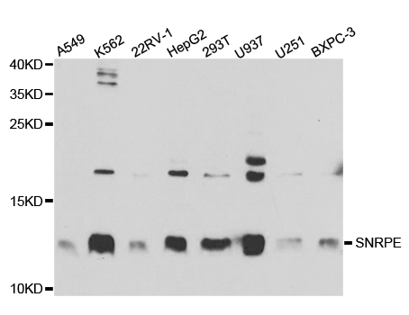 Western blot analysis of extracts of various cell lines, using SNRPE antibody.
