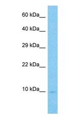 Western blot of RUXF Antibody with human 293T Whole Cell lysate.