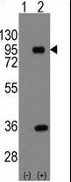 Western blot of PROX1 (arrow) using rabbit polyclonal PROX1 Antibody. 293 cell lysates (2 ug/lane) either nontransfected (Lane 1) or transiently transfected with the PROX1 gene (Lane 2) (Origene Technologies).