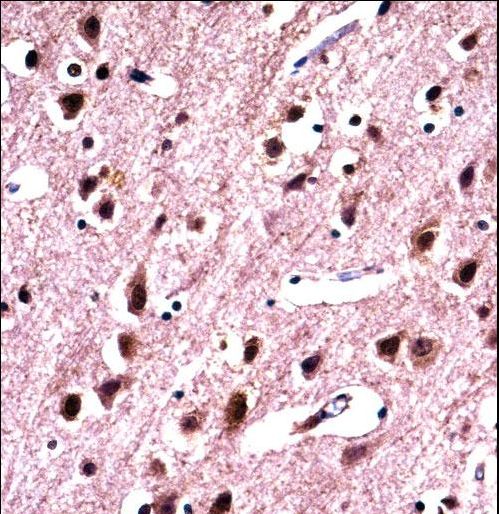 SNRPN Antibody immunohistochemistry of formalin-fixed and paraffin-embedded human brain tissue followed by peroxidase-conjugated secondary antibody and DAB staining.
