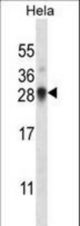 SNRPN Antibody western blot of HeLa cell line lysates (35 ug/lane). The SNRPN antibody detected the SNRPN protein (arrow).