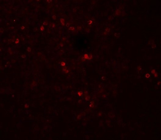 Immunofluorescence of SNRPN in human spleen tissue with SNRPN antibody at 20 ug/mL.