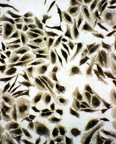 SNRPN antibody. ICC: HELA Cell.