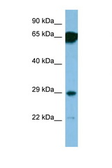 SNRPN antibody LS-C135099 Western blot of 1 Cell lysate. Antibody concentration 1 ug/ml.