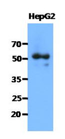 Western Blot: The cell lysates of HepG2 (40 ug) were resolved by SDS-PAGE, transferred to PVDF membrane and probed with anti-human SNTA1 antibody (1:1000). Proteins were visualized using a goat anti-mouse secondary antibody conjugated to HRP and an ECL detection system.