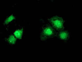 Anti-SNTA1 mouse monoclonal antibody immunofluorescent staining of COS7 cells transiently transfected by pCMV6-ENTRY SNTA1.