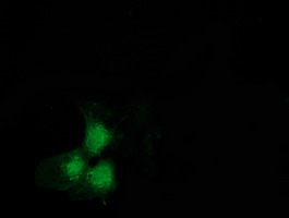 Anti-SNTA1 mouse monoclonal antibody immunofluorescent staining of COS7 cells transiently transfected by pCMV6-ENTRY SNTA1.