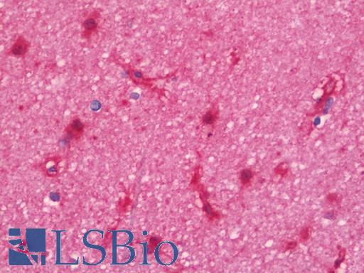 Anti-SNTA1 / Syntrophin Alpha 1 antibody IHC staining of human brain, cortex. Immunohistochemistry of formalin-fixed, paraffin-embedded tissue after heat-induced antigen retrieval. Antibody LS-B10903 concentration 7.5 ug/ml.