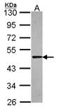 Sample (30 ug of whole cell lysate). A: A549. 10% SDS PAGE. SNTA1 / Syntrophin Alpha 1 antibody diluted at 1:5000.