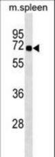 SNTB1 Antibody western blot of mouse spleen tissue lysates (35 ug/lane). The SNTB1 antibody detected the SNTB1 protein (arrow).