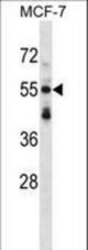 SNTB2 Antibody western blot of MCF-7 cell line lysates (35 ug/lane). The SNTB2 antibody detected the SNTB2 protein (arrow).